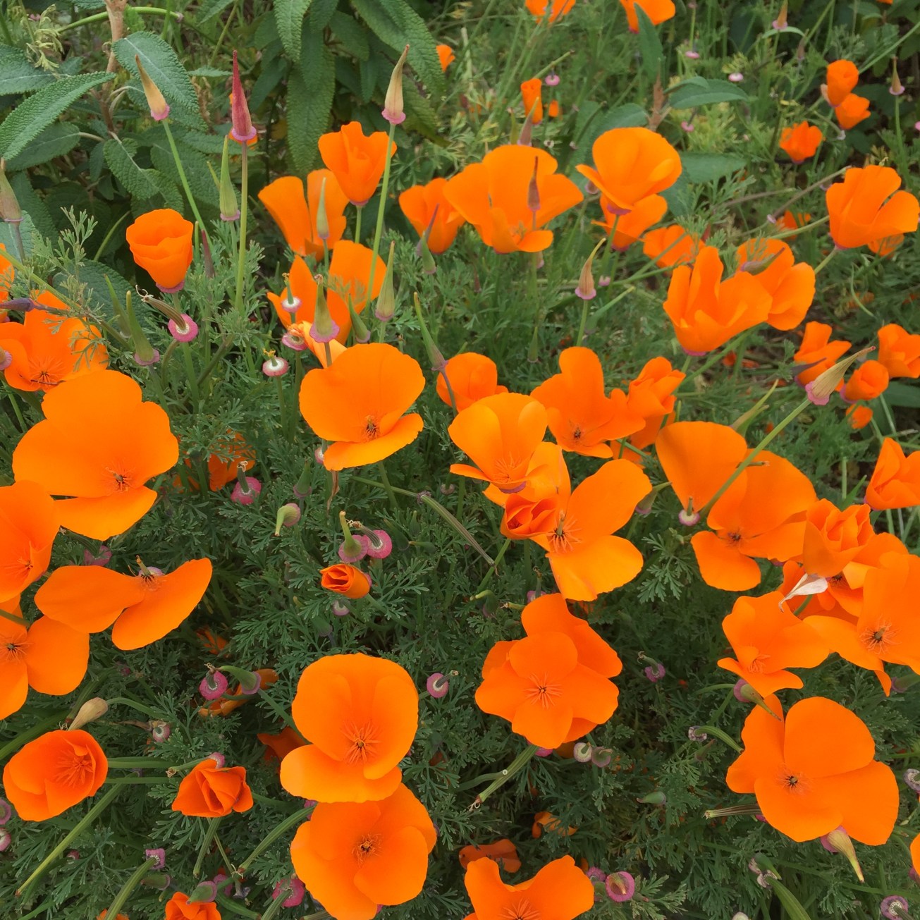 California poppies...
