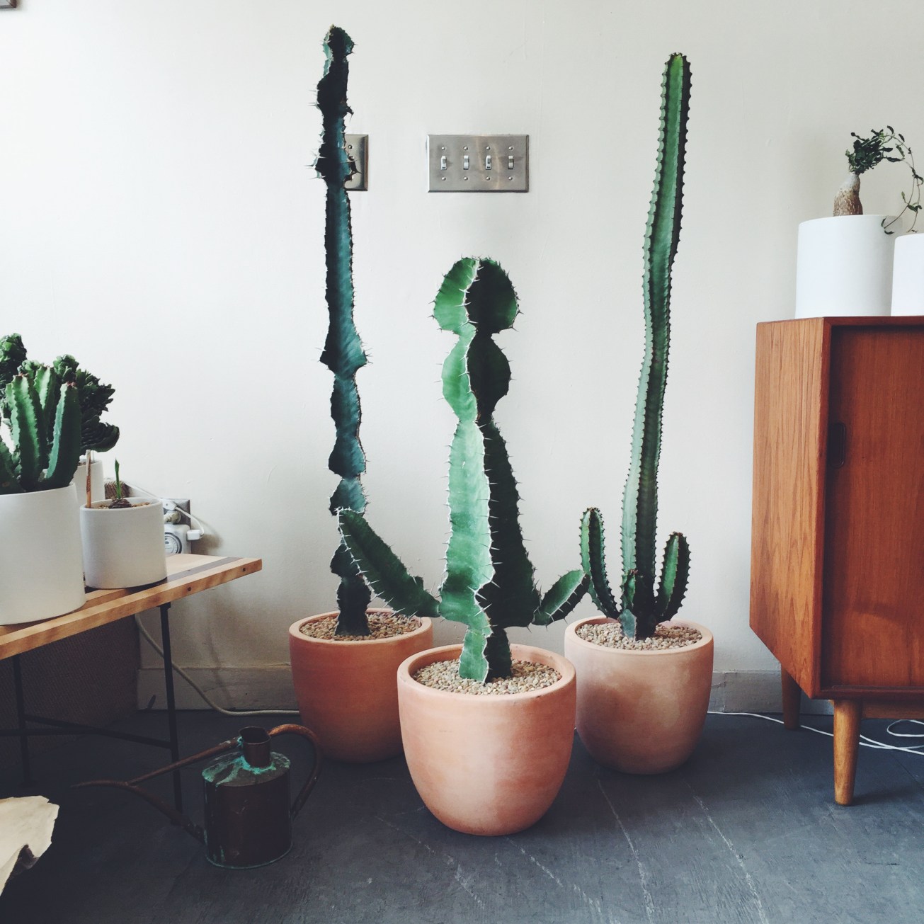 sculptural plants at Farnsworth Modern