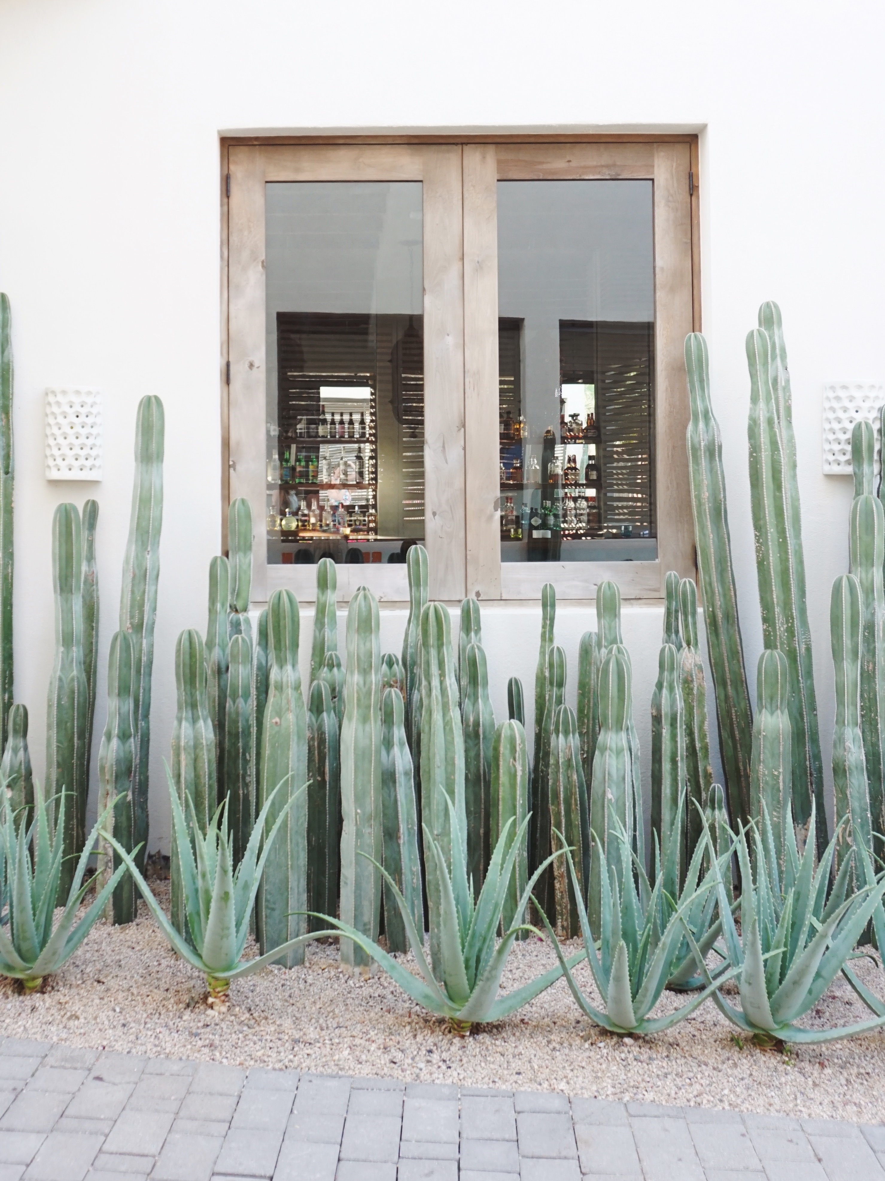 The Beautiful Cacti greeted us at San Cristobal in Todos Santos
